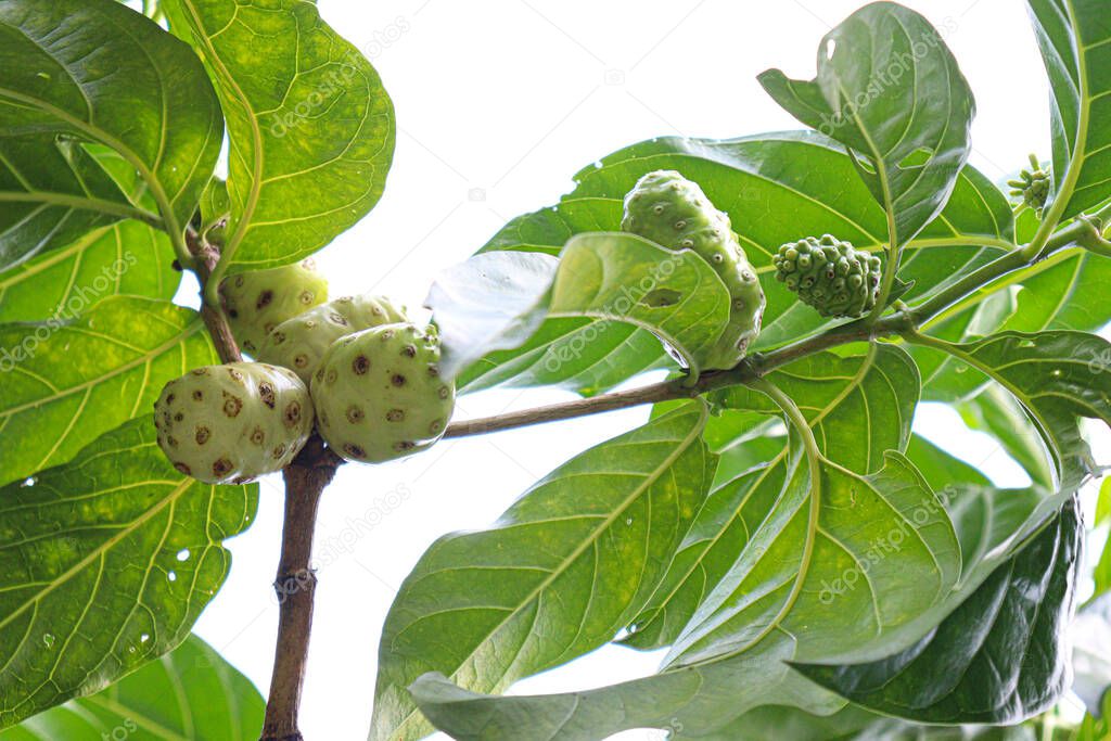 tasty and healthy Morinda citrifolia noni fruit on tree in farm for harvest