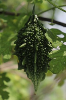 fresh and healthy bitter melon stock on farm for harvest