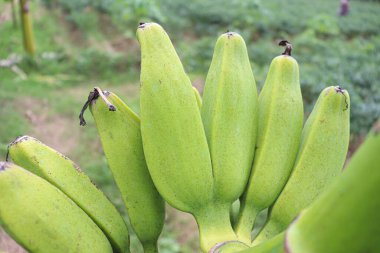 Sağlıklı çiğ muz stoğu satışta