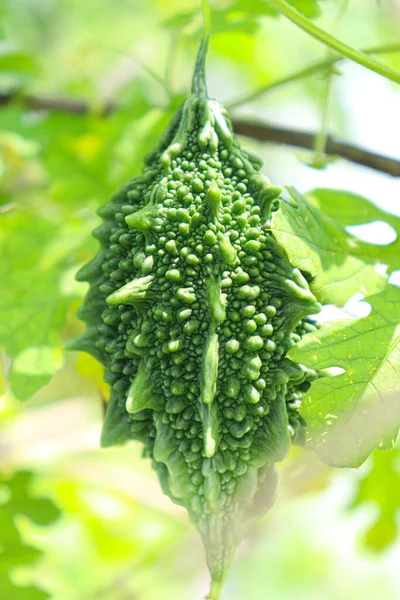 Fresh Healthy Bitter Melon Stock Farm Harvest — ストック写真