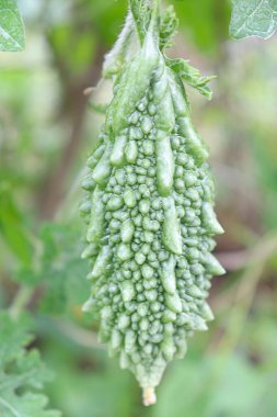 fresh and healthy bitter melon stock on farm for harvest