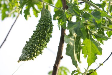 fresh and healthy bitter melon stock on farm for harvest