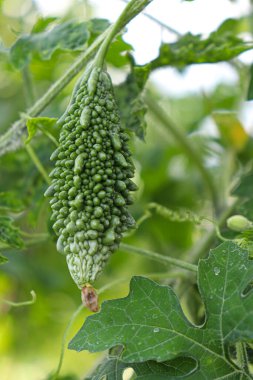 fresh and healthy bitter melon stock on farm for harvest