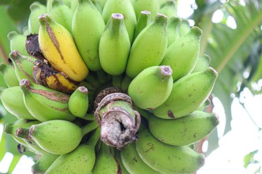 tasty and healthy ripe banana bunch on shop for sell