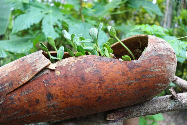 Bottle Gourd Small Tree Stock Ripe Shell Farming — Stock Photo, Image