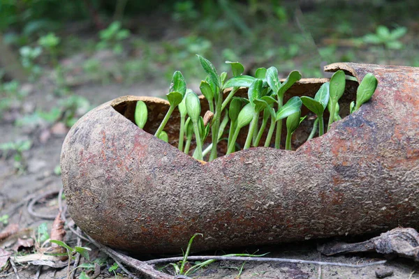 Bottle Gourd Small Tree Stock Ripe Shell Farming — Fotografia de Stock