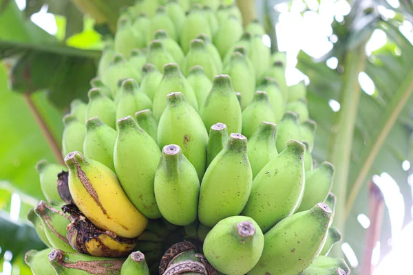 Tasty Healthy Ripe Banana Bunch Shop Sell — Zdjęcie stockowe