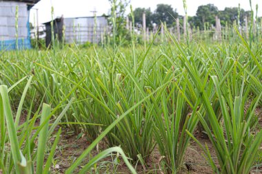 white colored tuberose flower on farm for harvest