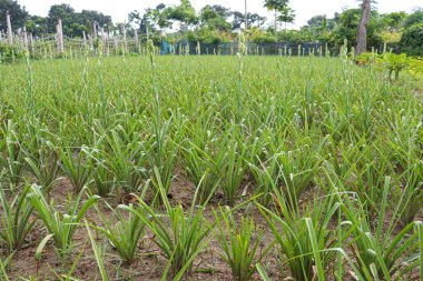 white colored tuberose flower on farm for harvest