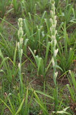 white colored tuberose flower on farm for harvest