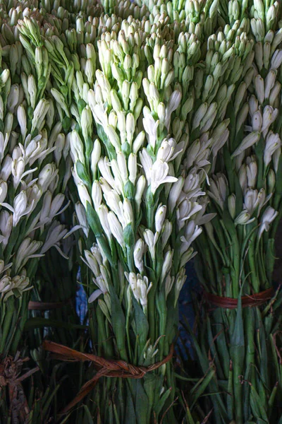 White Colored Tuberose Flower Stock Shop Sell — Stockfoto