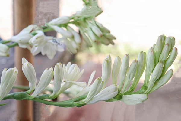 White Colored Tuberose Flower Stock Shop Sell — Stock Photo, Image