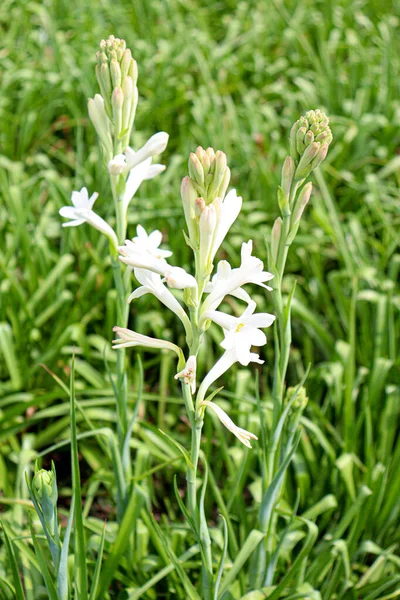 White Colored Tuberose Flower Farm Harvest — Stock fotografie