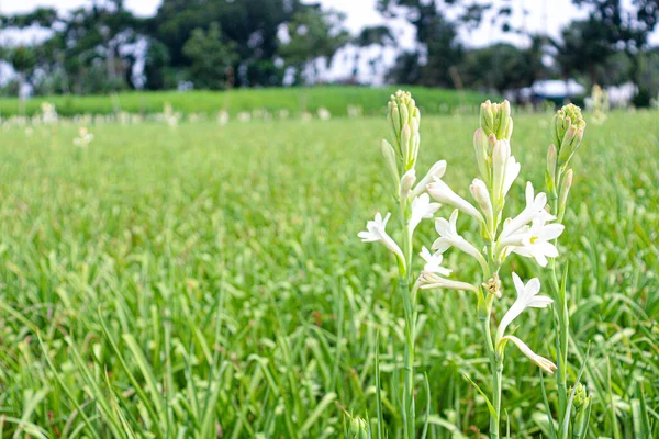 White Colored Tuberose Flower Farm Harvest — Stok fotoğraf