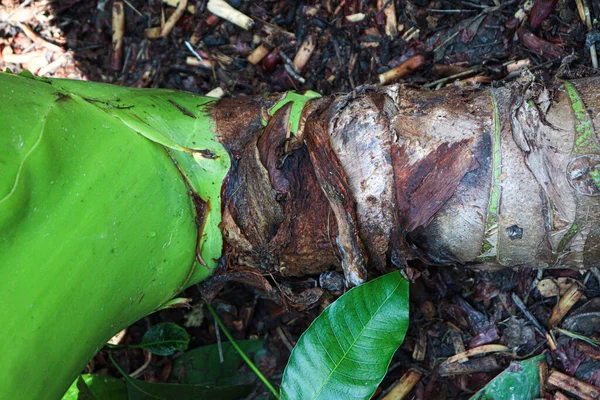 yeşil renkli taro ağacı çiftlikte hasat ve satış için