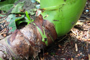yeşil renkli taro ağacı çiftlikte hasat ve satış için
