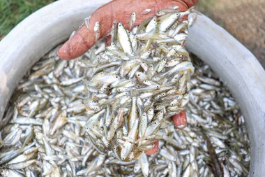 tasty and healthy fish stock on plate in shop for sell