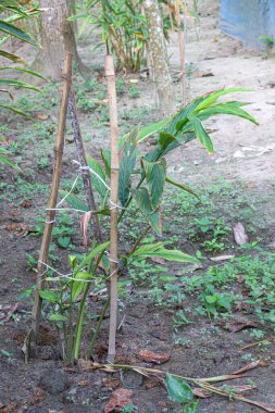 cardamon tree farm on field for farming