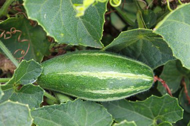 # Çiftlikte hasat için ağaçta yeşil benekli kabak #