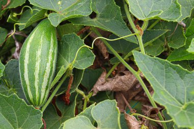 # Çiftlikte hasat için ağaçta yeşil benekli kabak #