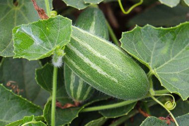 # Çiftlikte hasat için ağaçta yeşil benekli kabak #