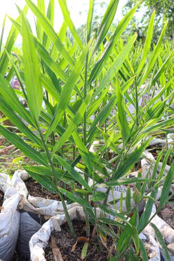 yeşil renkli zencefil ağacı çiftlikte hasat ve satış için