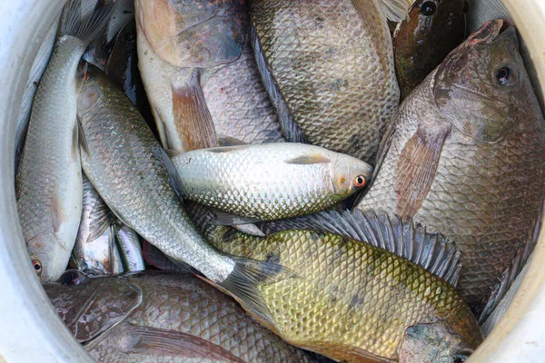 Tasty Healthy Fish Stock Plate Shop Sell — Photo