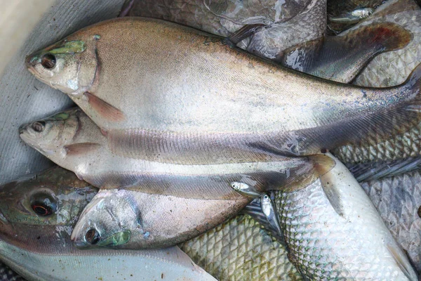 Вкусный Здоровый Рыбный Запас Тарелке Магазине Продажу — стоковое фото
