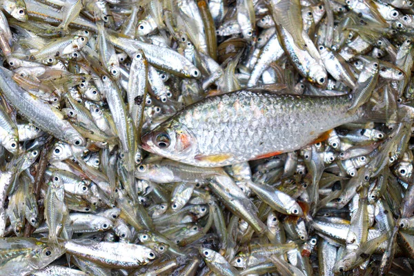 Tasty Healthy Fish Stock Plate Shop Sell — Photo