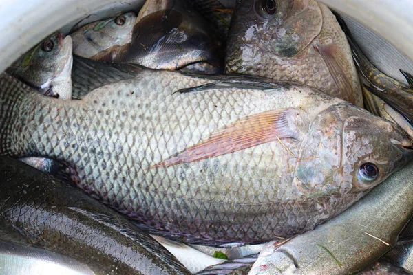 Tasty Healthy Fish Stock Plate Shop Sell — Photo