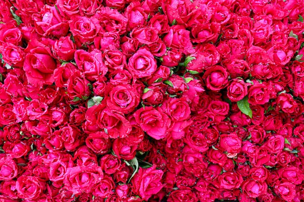 Red Rose Stock Shop Sell Wedding — Fotografia de Stock