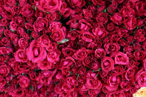 Red Rose Stock Shop Sell Wedding — Fotografia de Stock