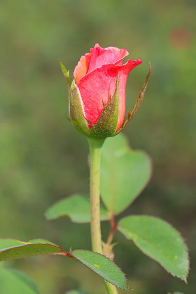 Red Rose Tree Farm Harvest — 스톡 사진