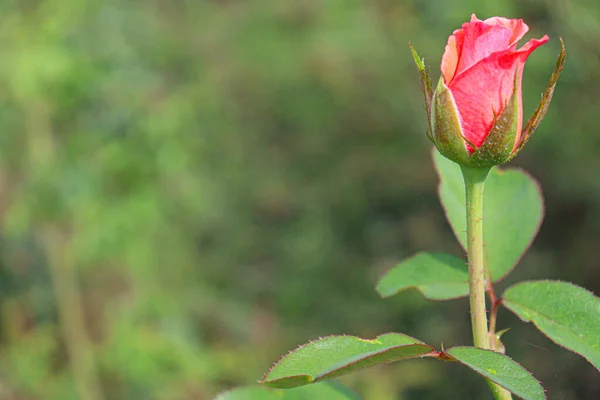 Κόκκινο Τριαντάφυλλο Στο Δέντρο Της Εκμετάλλευσης Για Συγκομιδή — Φωτογραφία Αρχείου