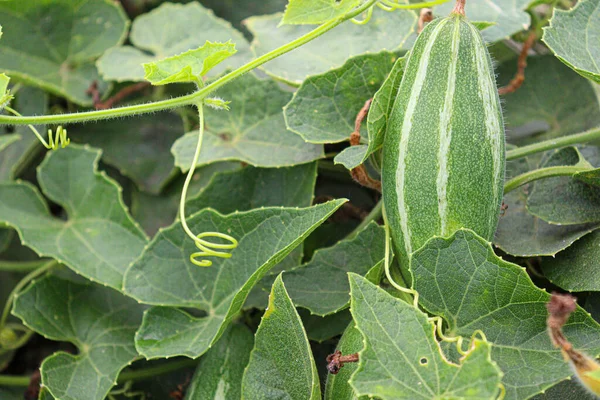 green colored pointed gourd on tree in farm for harvest