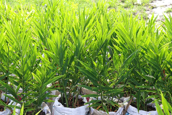 Árbol Jengibre Color Verde Granja Para Cosecha Venta —  Fotos de Stock