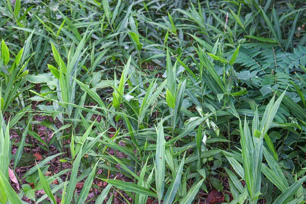 Hijau Berwarna Pohon Jahe Pertanian Untuk Panen Dan Menjual — Stok Foto