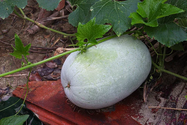 Ripe Wax Gourd Tree Farm Seed — 스톡 사진