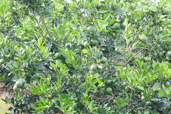 Green Colored Citruses Tree Farm Harvest — Stockfoto