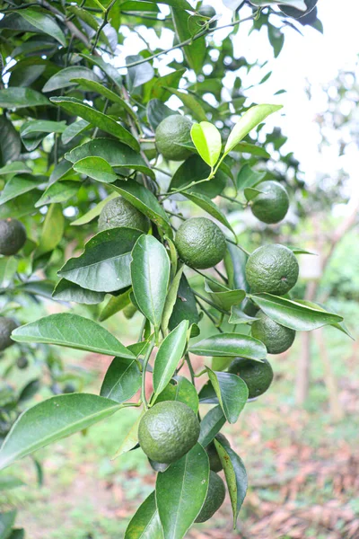 green colored citruses on tree in farm for harvest
