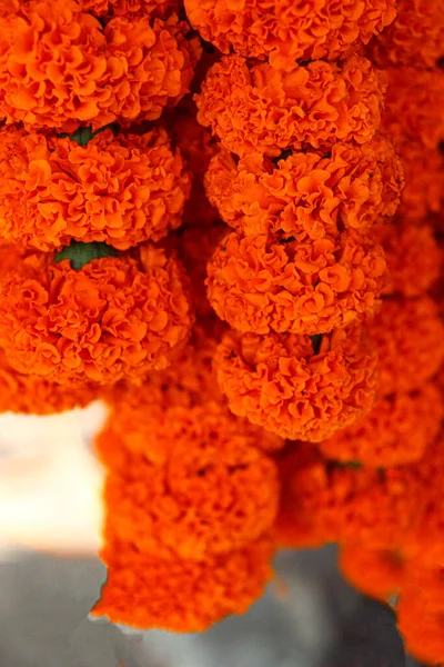 Marigold Flower Stock Shop Sell Wedding — Foto de Stock