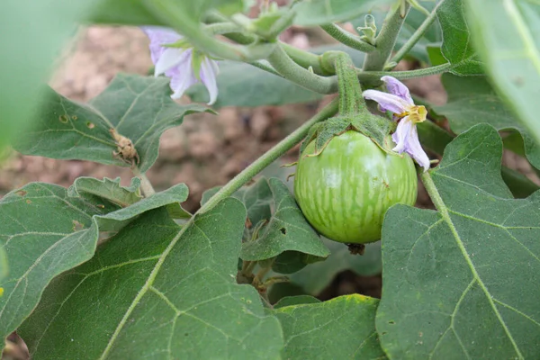 Tasty Healthy Brinjal Tree Farm Harvest — Stock Fotó