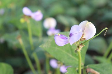 Çiftlikte hasat için kuşkonmaz ve çiçek