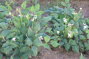 Çiftlikte hasat için taze ve sağlıklı kuşkonmaz.