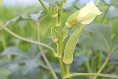 Hasat için tarladaki ağaçta yeşil kadın parmağı