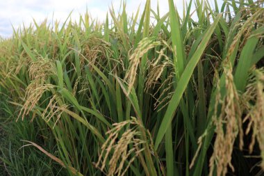 Ağaçtaki olgun çeltik tarlasında hasat için