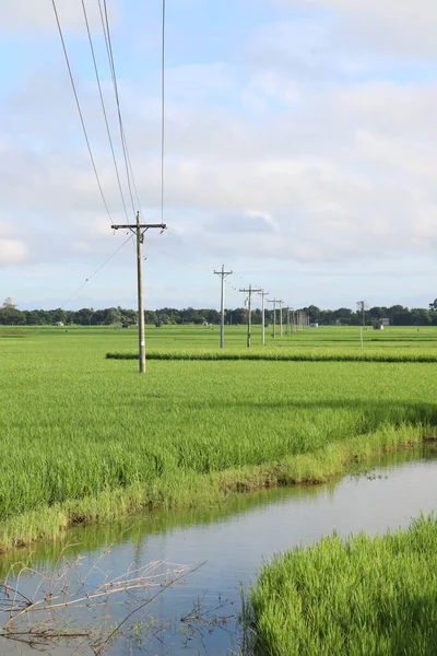 Зеленого Цвета Рисовая Ферма Поле Сбора Урожая — стоковое фото