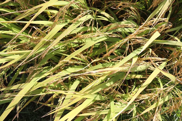 Sawah Matang Pohon Pertanian Untuk Panen — Stok Foto