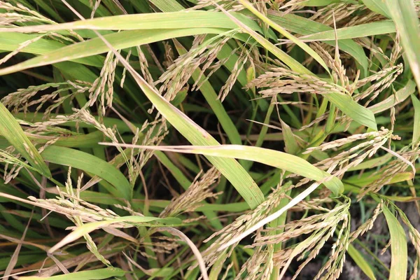 Paddy Mûr Sur Arbre Dans Ferme Pour Récolte — Photo