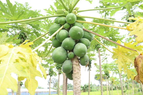 Caldo Papaya Cruda Verde Saludable Árbol Granja Para Cosecha — Foto de Stock